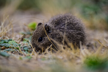 Desert Cavi, Lihue Calel National Park, La Pampa Province, Patagonia , Argentina