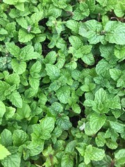green leaves background