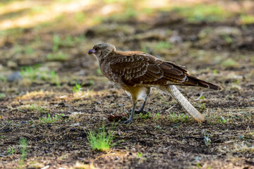 Caracara chimango portrait , La Pampa province, Patagonia , Argentina