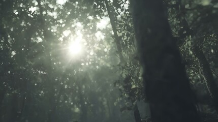 Sunbeams filtering through lush forest canopy, creating a magical, dreamy atmosphere. Perfect for nature, fantasy, or mystical themes.