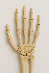 A full human hand skeleton laid flat on a seamless white surface, with each bone (phalanges, metacarpals, carpals) clearly visible and detailed, soft shadows enhancing the bone structure