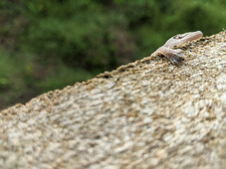 A gecko stuck to the wall of the house