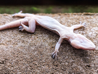A dead lizard on the wall