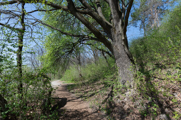 A serene forest trail bathed in sunlight, inviting exploration and tranquility.