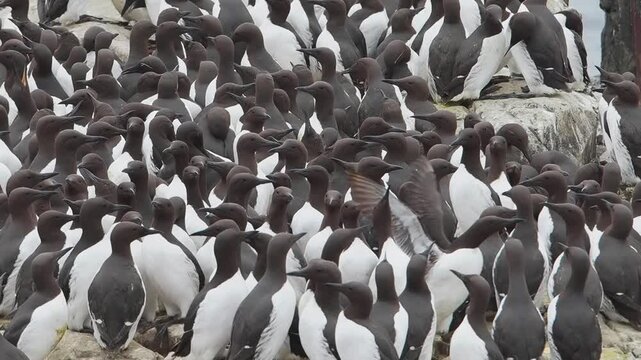 Guillemots on the Farne Islands, Northumberland