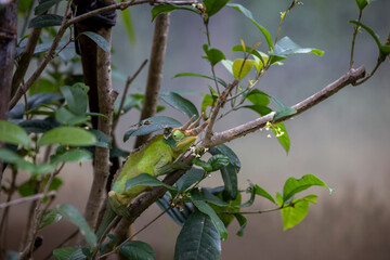 Chameleons change their body color according to the surrounding environment or use their body color...