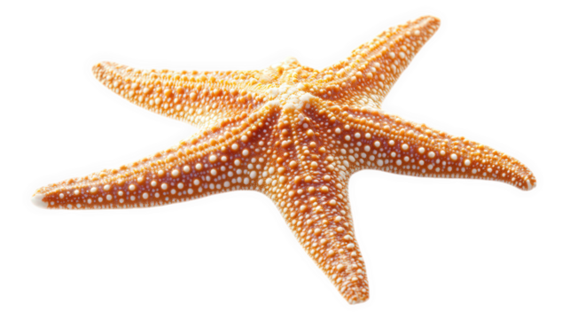 a starfish. showcasing its unique texture and vibrant coloration the starfish is presented against a plain white background. emphasizing its intricate details and natural beauty this type of imagery i