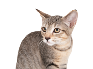 Shy kitten looking at camera. Timid kitty cat sitting with worried or fearful body language. Pet adopted or cat mental health. 3 months old, ticked tabby cat, female short hair. Selective focus.