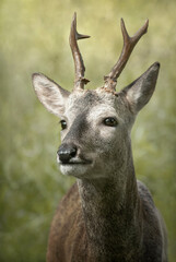 roe deer