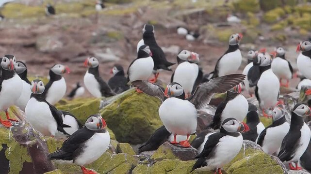 Puffins on the Farne Islands, Northumberland