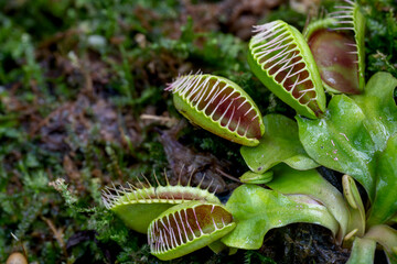 Carnivorous plants can trap insects or other small animals and digest them by secreting digestive...