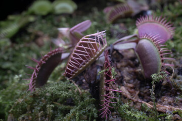 Carnivorous plants can trap insects or other small animals and digest them by secreting digestive juices. Such as pitcher plants and Venus flytraps