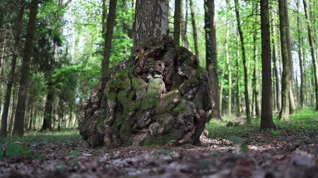 Rare lumpy root burl covered with moss grows around birch base in dense green forest bright sunlight highlights natural wood texture creating a wild untouched mystical atmosphere