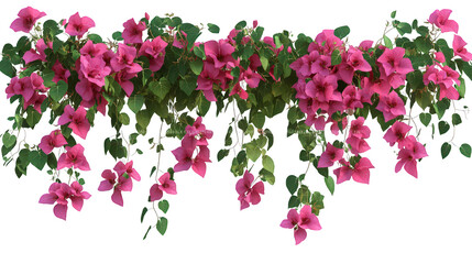 vibrant display of bougainvillea flowers. showcasing clusters of bright pink blooms intertwined with lush green leaves. creating a lively and decorative natural arrangement the background is plain whi