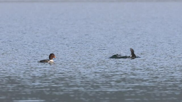 Common goldeneye (Bucephala clangula) pair swimming and diving in the calm waters of Eagle Lake in Lassen County California.