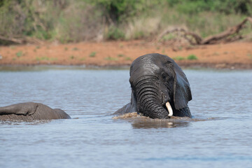 Éléphant d'Afrique, Loxodonta africana, Parc national Kruger, Afrique du Sud