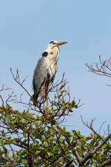 Héron cendré, Ardea cinerea, Grey Heron