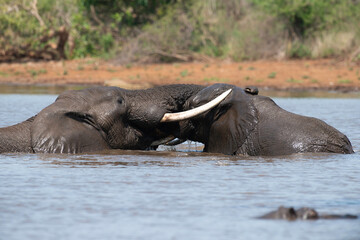 Éléphant d'Afrique, Loxodonta africana, Parc national Kruger, Afrique du Sud