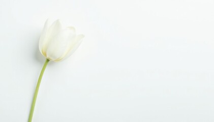 Fototapeta premium Single white tulip isolated on white background, blossom, white background, flora