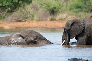 Éléphant d'Afrique, Loxodonta africana, Parc national Kruger, Afrique du Sud
