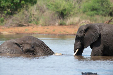 Éléphant d'Afrique, Loxodonta africana, Parc national Kruger, Afrique du Sud