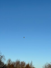 red kite in the sky