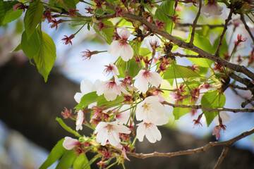 散り際の儚い葉桜