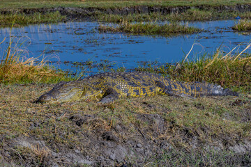 Crocodile, Africa, Botswana