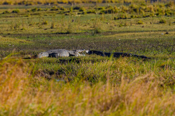 Crocodile, Africa, Botswana