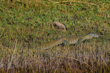 Monitor Lizard, Africa, Botswana