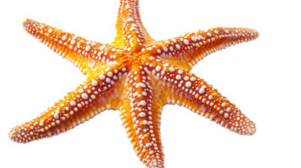 vibrant orange starfish with white spots. showcasing its unique texture and form against a plain white background the starfish is a marine animal often found in coastal waters. highlighting its ecolog
