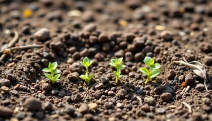Planting new life garden soil nature photography outdoor environment close-up view growth concept for sustainability