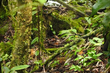 Deep of Meratus Mountain in Borneo Rainforest, Tanah Bumbu, Indonesia