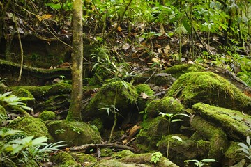 Deep of Meratus Mountain in Borneo Rainforest, Tanah Bumbu, Indonesia