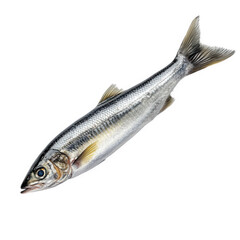 fresh fish. showcasing its elongated body. shiny scales. and distinct features like the eye and fins it is likely intended for culinary purposes. emphasizing freshness and quality for cooking or displ