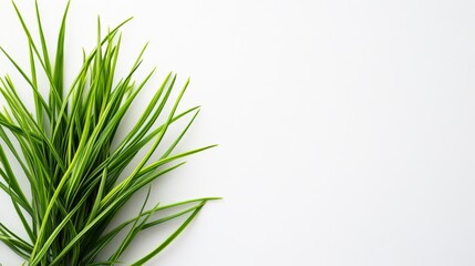 Fototapeta premium Fresh Green Grass in a Minimalist Design