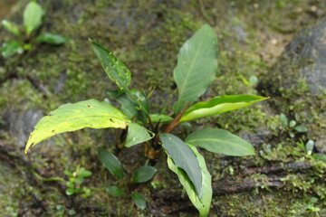 Deep of Meratus Mountain in Borneo Rainforest, Tanah Bumbu, Indonesia