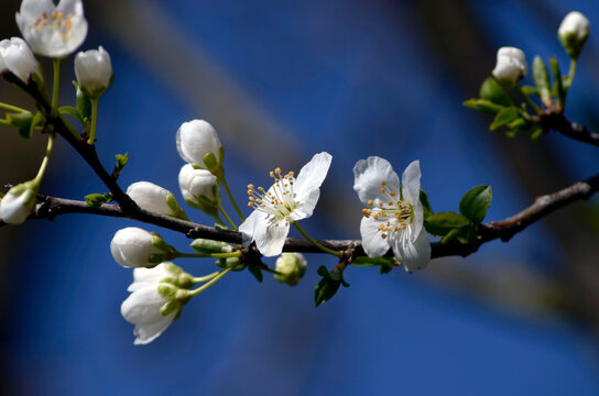 blooming white flowers on a tree at spring - Powered by Adobe