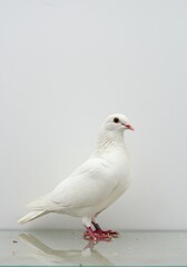 Standing White Dove Bird Isolated on Light Background