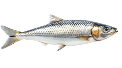 fresh fish with a silvery. streamlined body. showcasing its scales and fins the fish is positioned against a white background. highlighting its details and making it suitable for culinary or education