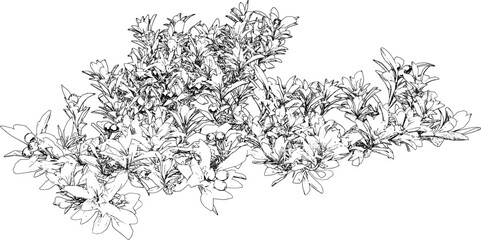 Berry bush line art