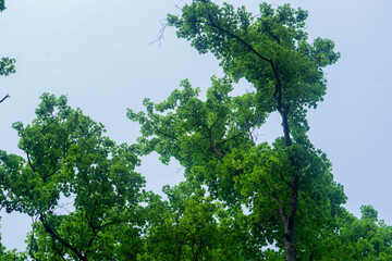 green tree with blue sky
