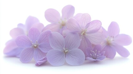 Obraz premium Delicate Lavender Flowers in Soft Light