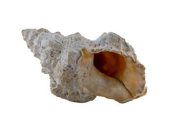 One big white sea shell. The isolation is on a transparent background in the PNG format.