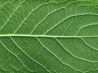 Detailed leaf vein structure (1)