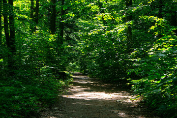 Obraz premium path in the woods