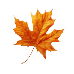 vibrant orange maple leaf on a clean white background. showcasing its intricate details and natural beauty this representation highlights the seasonal change and the aesthetic appeal of leaves. often