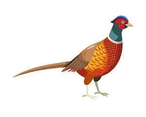 pheasant isolated on white