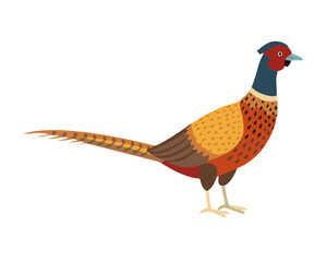 pheasant isolated on white