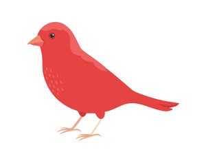 red bird isolated on white